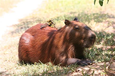  「カピバラの贈り物」！ブラジルの19世紀フォークロアで動物と人間の関係を探る旅へ