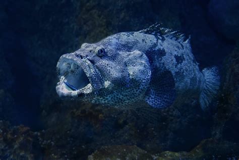  「アリンガット」: 勇敢な英雄と、謎めいた海の生き物！