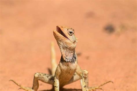  「Dancing Lizards」が教える南アフリカの伝統と知恵！