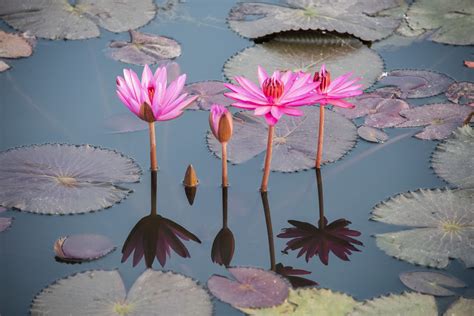  「Origin of the Lotus」: 一つの花が語る、インドの神秘と再生