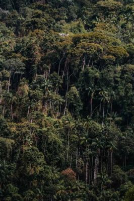  「雨の精霊」とブラジルの自然の神秘を解き明かす旅へ！